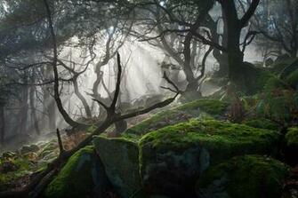 Photography Forest Dark Mist Rocks Moss Dead Trees Nature