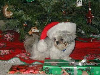 Best Holiday Photo Misty The Shih Tzu Christmas By Craig T