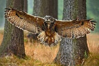 Flying Owl Wallpaper