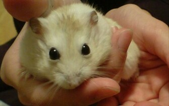 Cute Hamster Wallpaper Pictures