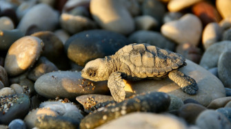 Baby Turtle Wallpaper