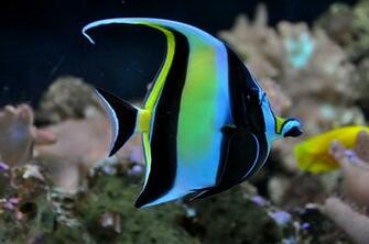 Moorish Idol In Sea Photo And Wallpaper Cute