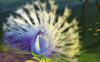 White Peacock Wallpaper Beautiful Desktop