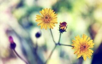 Yellow Spring Daisy Flowers Desktop Wallpaper