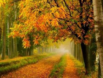 Autumn Path Yellow Leaves HD Wallpaper Happy