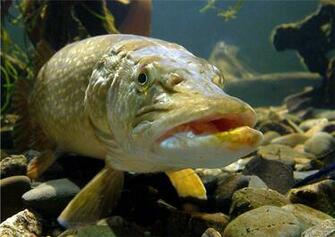 Largemouth Bass Wallpaper For Desktop