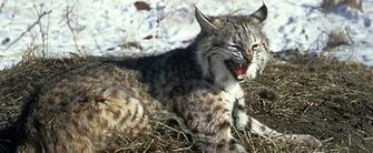 Bobcat Wallpaper Desktop