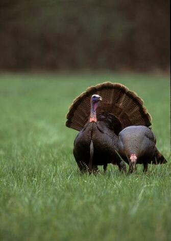 Nwtf Wallpaper On