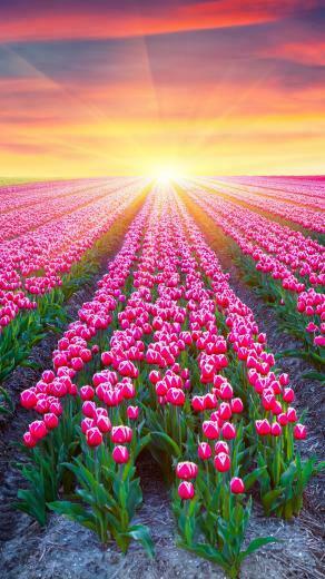 Earth Tulip Wallpaper Id
