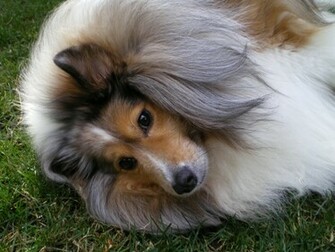 Sheltie Dog Wallpaper Stock Photos