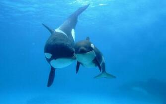 Wallpaper Orca