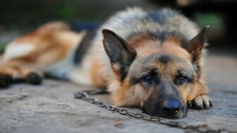 German Shepherd Dog HD Wallpaper Desktop
