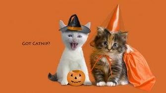 Happy Halloween Cats HD Wallpaper Stylish