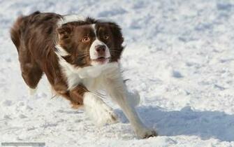 Wallpaper Dog Frisbee Winter Desktop In The