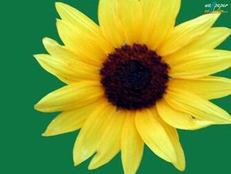Sunflower Screensavers