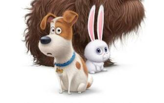 The Secret Life Of Pets Movie HD Wallpaper IHD