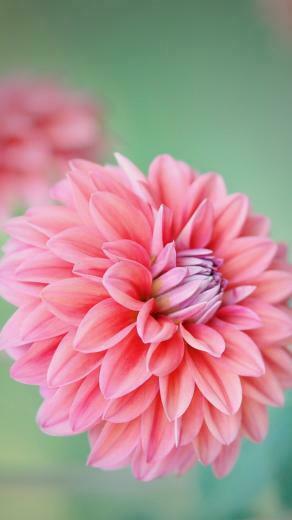 Pink Peony Wallpaper iPhone