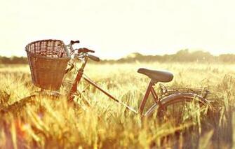 Wallpaper Wheat Field The Sun Nature Bike Background