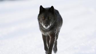 Top Cool Black Wolf Wallpaper Full HD 4k To Use