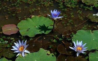 Blue Water Lilies Widescreen Wallpaper