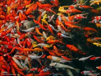 Koi Fish Wallpaper Desktop Background Picture