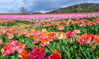 Vast Rose Field Wallpaper
