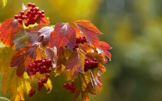 Fall Desktop Wallpaper HD Pulse