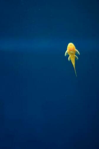 Armenia Fish iPhone Wallpaper Simply Beautiful