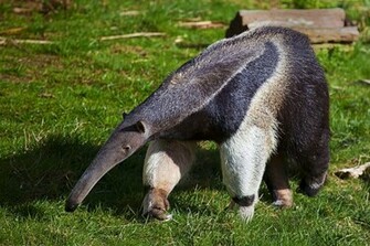 In Uploads Originals Animals Anteater Wallpaper Jpg