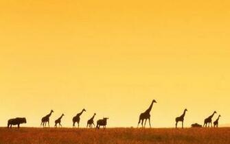Africa Wallpaper Top Background