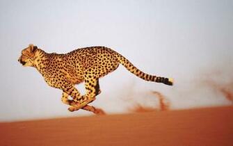 Animal Wallpaper With Fast Running Cheetah In The Desert HD