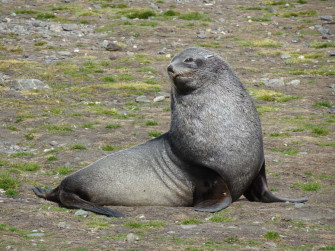 Southern Fur Seal Wallpaper