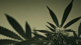 Cannabis Wallpaper Art HD Weed