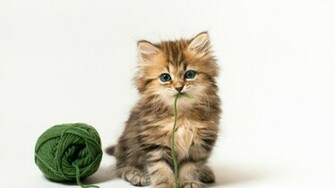 Really Cute Background Desktop Image