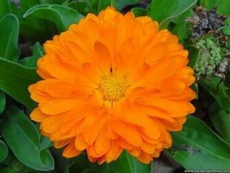 Desktop Wallpaper Flowers Background Orange Flower