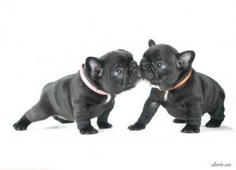 French Bulldog Puppy Wallpaper Puppie