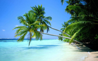 Palm Tree Beach Wallpaper