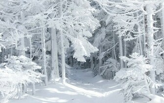 Snow White Wood Desktop Wallpaper