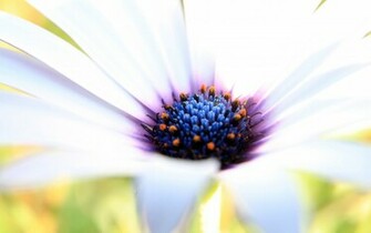 White Purple Flower Wallpaper HD