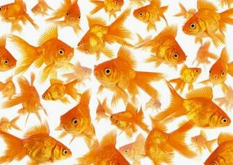 Background Showing A Large Group Of Goldfish Photograph