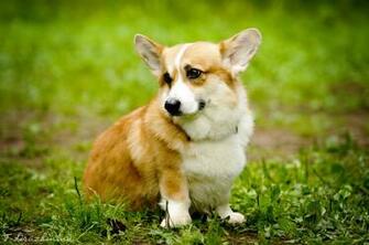 Corgi HD Wallpaper For Desktop