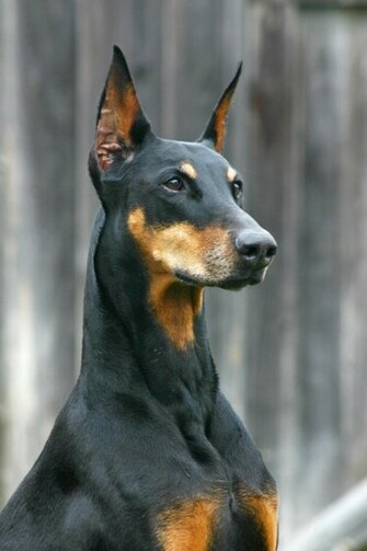 Dogs Doberman Wallpaper Pinscher