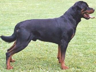 Rottweiler Dog Desktop Wallpaper