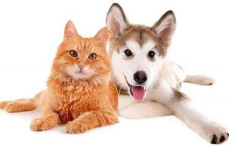 Selfish Cat Loyal Dog Funniest Wallpaper HD