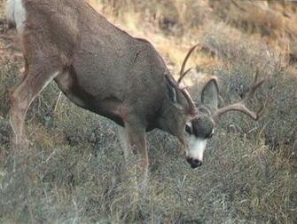 Animal Mule Deer Wallpaper