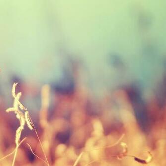 Related Pictures Fond Ecran Oiseaux Wallpaper Gratuit