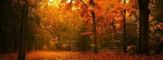 Photo Image HD Golden Autumn Park Wallpaper
