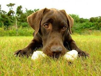 Chocolate Lab Wallpaper