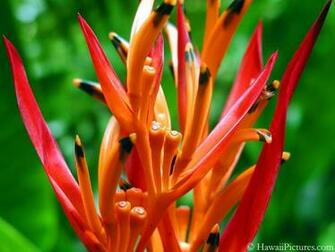 Desktop Flower Wallpaper Beautiful