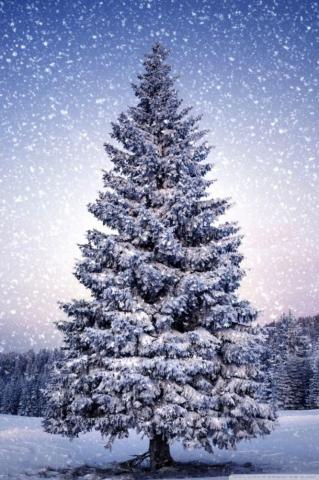 Xmas Tree 4k HD Desktop Wallpaper For Ultra Tv